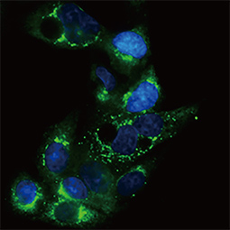 Apolipoprotein E antibody